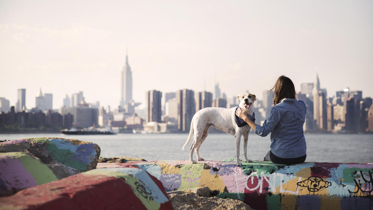  Dog against New York backdrop. 