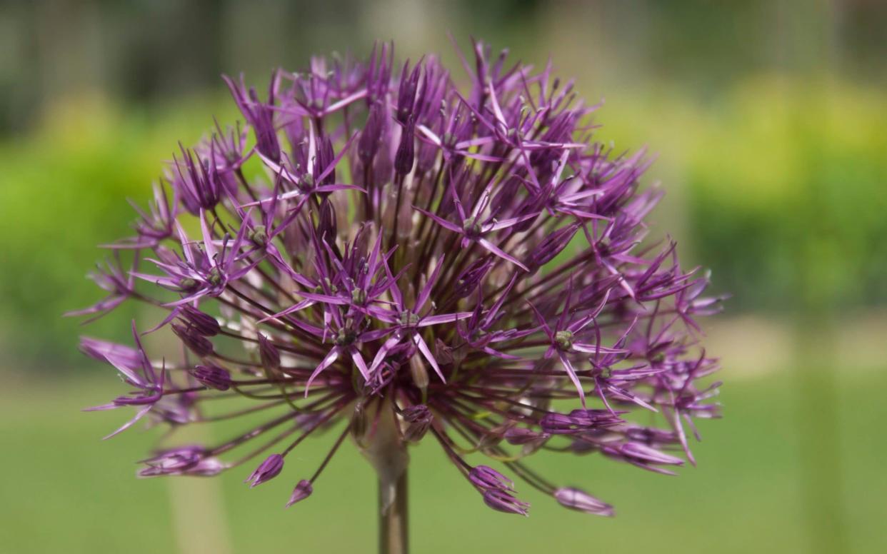 Allium 'Purple Rain' - © RHS