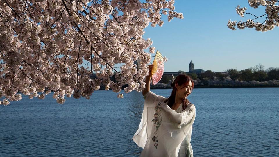 D.C. cherry blossoms