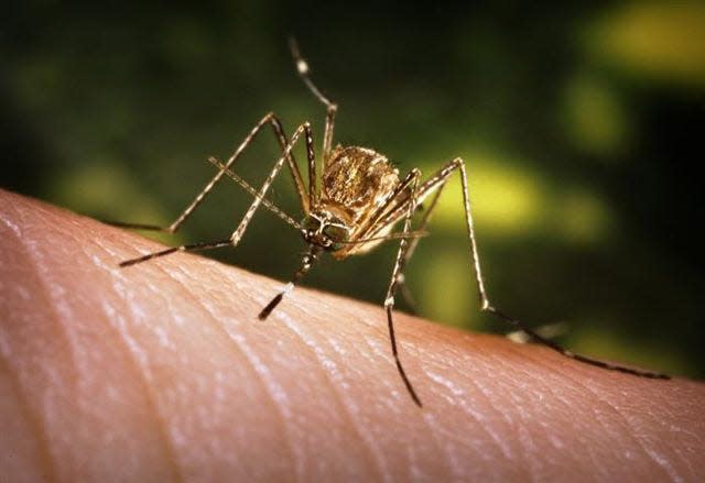 The Culex mosquito, involved in West Nile virus.