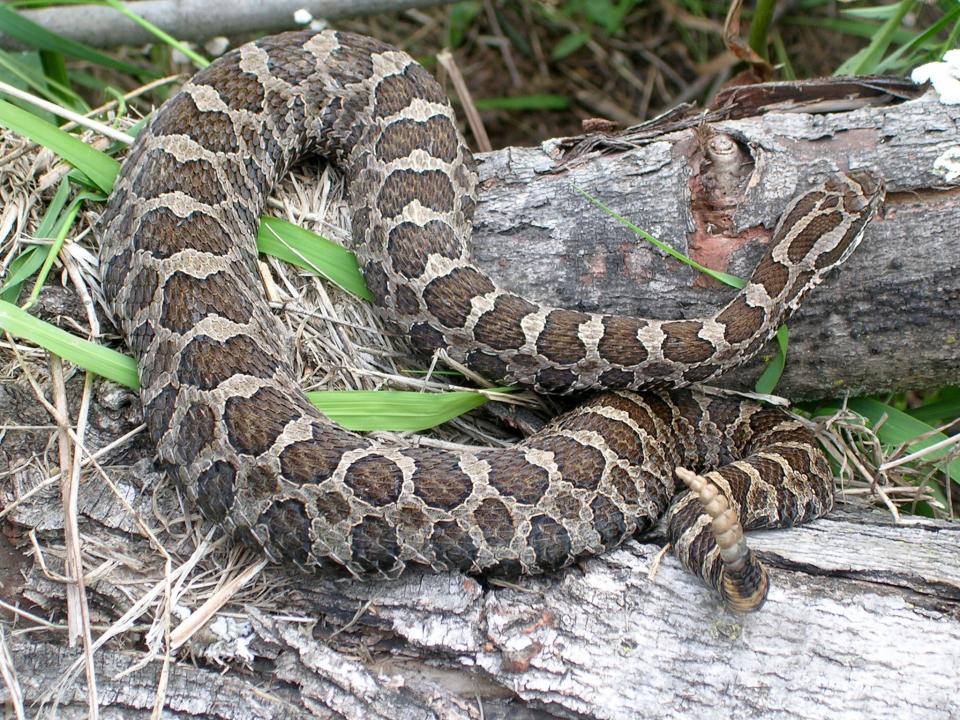 An eastern massasauga rattlesnake crawls over woody debris in a Wisconsin field. The snake is one of two venomous species in Wisconsin.