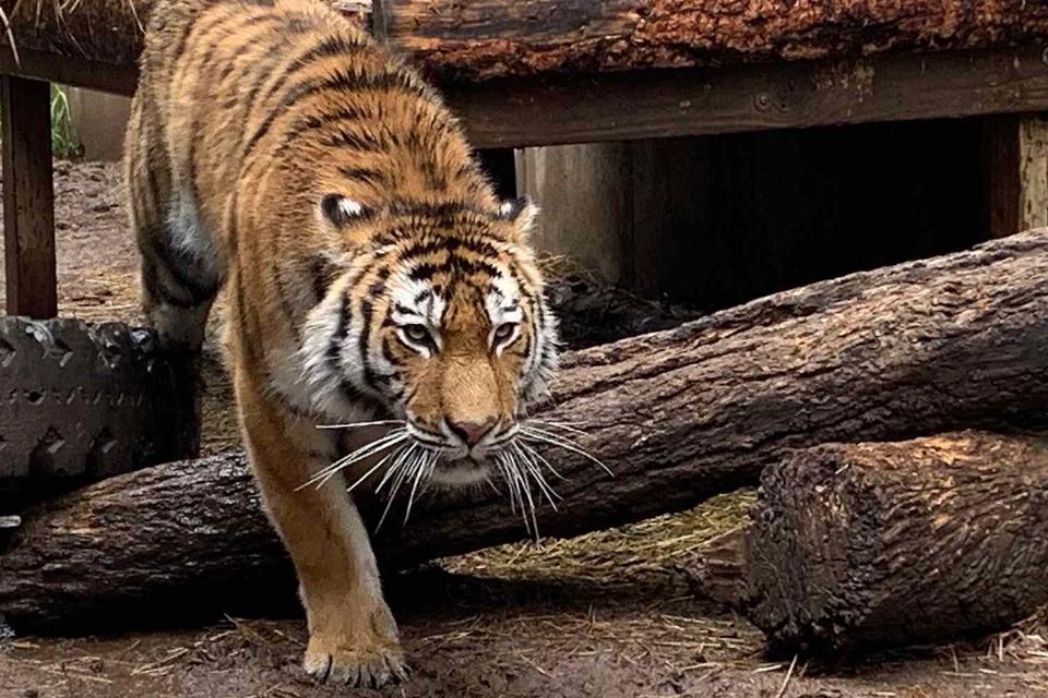 <p>Cheyenne Mountain Zoo/Facebook</p> Mila the rare Amur tiger before her death at the Cheyenne Mountain Zoo in Colorado