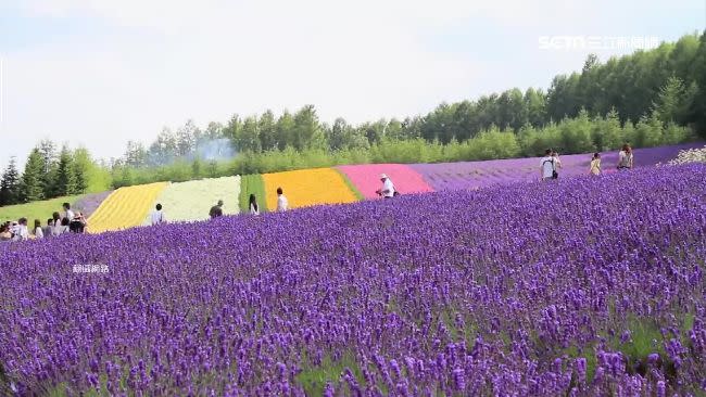 薰衣草是北海道夏季的人氣花卉。（圖／資料照）