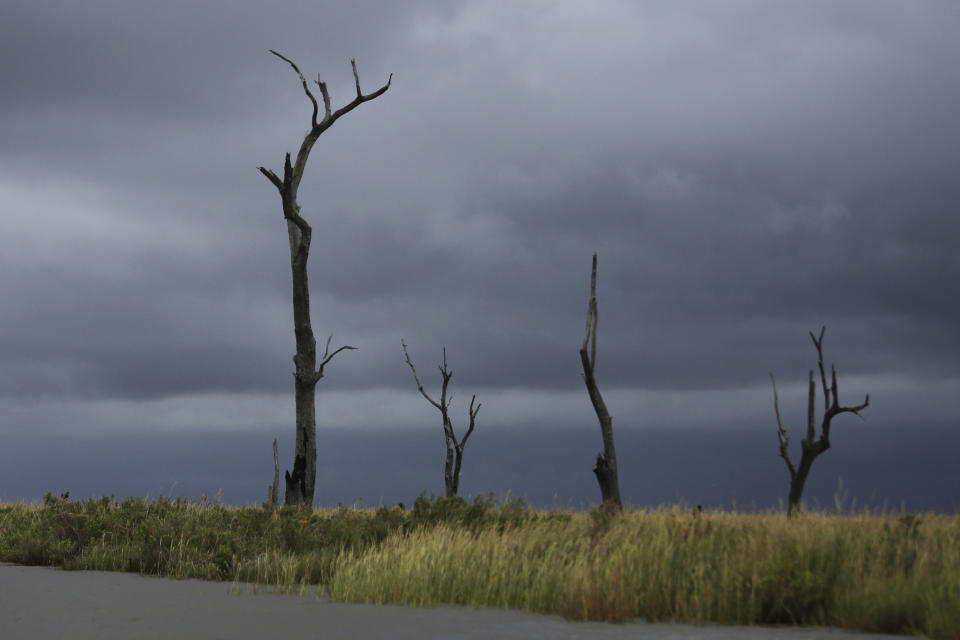 Partly submerged oak trees killed by salt water stick out of the marshy land along the Pointe-au-Chien bayou in southern Louisiana on Tuesday, Sept. 29, 2021. Salt water intruded in the region when surrounding canals were dug and widened by oil companies. (AP Photo/Jessie Wardarski)