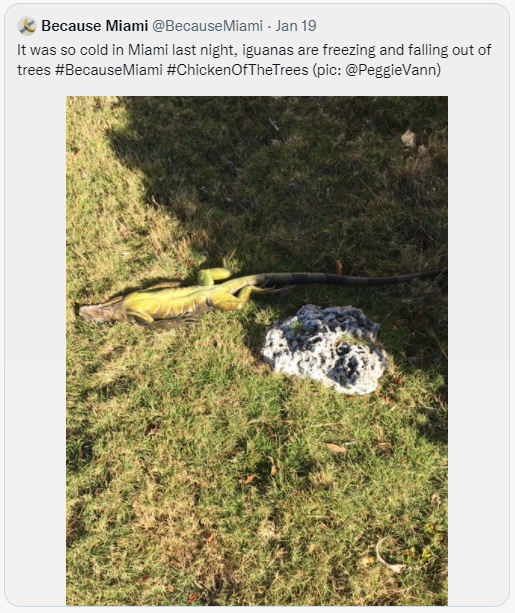 近日從樹上掉落的綠鬣蜥。（圖／翻攝自@BecauseMiami推特）