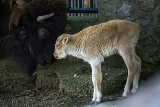 Dusanka's father was also a white bison