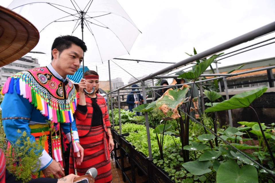台北市長蔣萬安視察北原會館綠屋頂農園，了解原住民族傳統作物芋頭生長的情況。（台北市政府原住民族事務委員會提供）