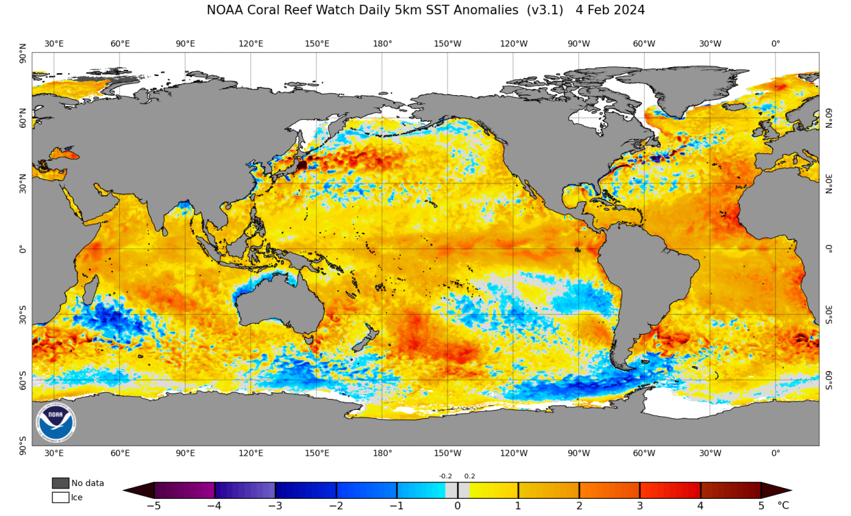 The bright yellows and oranges show where sea surface temperatures are warmer than the long term normal around the globe on Feb. 4, 2024.