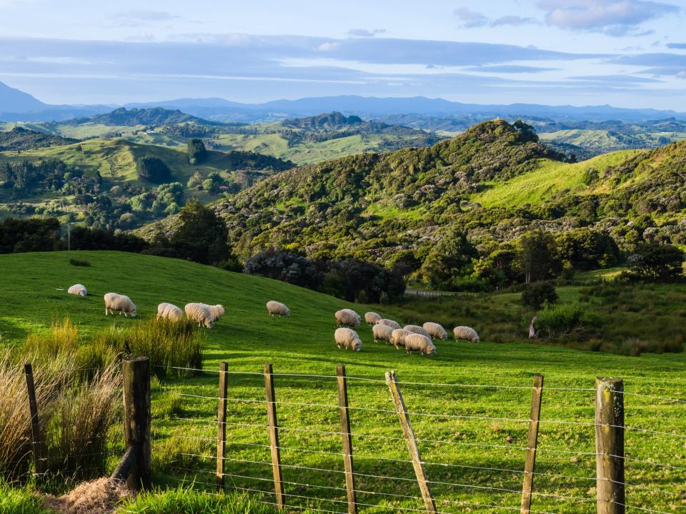 Sheep eating grass on the mountains of the north island of New Zealand