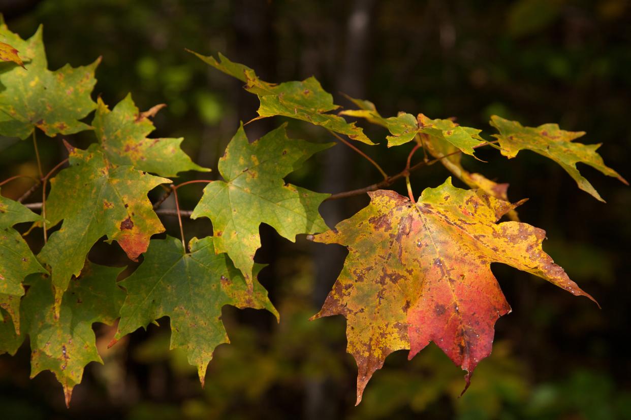 These maple leaves changing color aren’t quite up to Ship Foliage’s standards. Any brown spots won’t make the cut. (Wikimedia Commons/David Brossard)