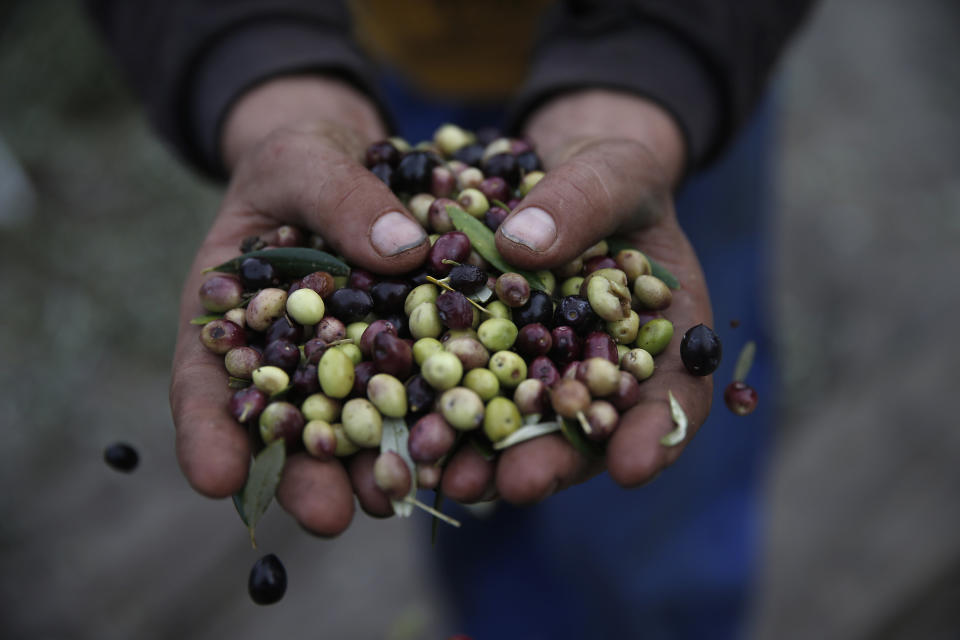 A worker holds harvested olives in his hands in Antonas village, about 340 kilometers (211 miles) west of Athens, Greece on Friday, Nov. 29, 2013. The economic crisis has seen a return of Greeks to farm work in recent years, after abandoning the fields for years and using migrant labor. (AP Photo/Petros Giannakouris)