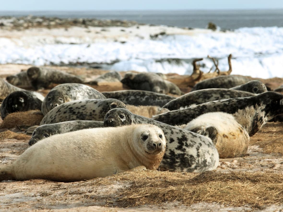 A herd of grey seals on Hay Island off the coast of Nova Scotia.  (Paul Darrow/Reuters - image credit)