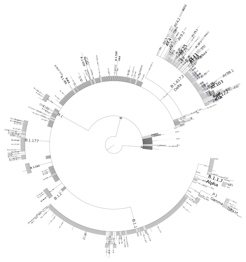 Arbre généalogique où sont reliés, en cercle, les nombreuses versions du SARS-CoV-2