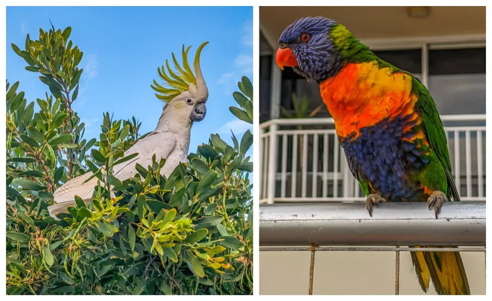 A white cockatoo sitting in a bush and a brightly colored lorikeet sitting on a railing