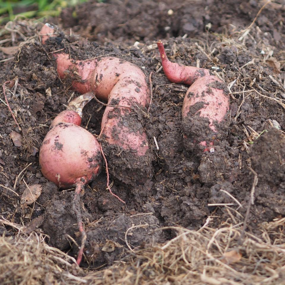 Sweet potatoes