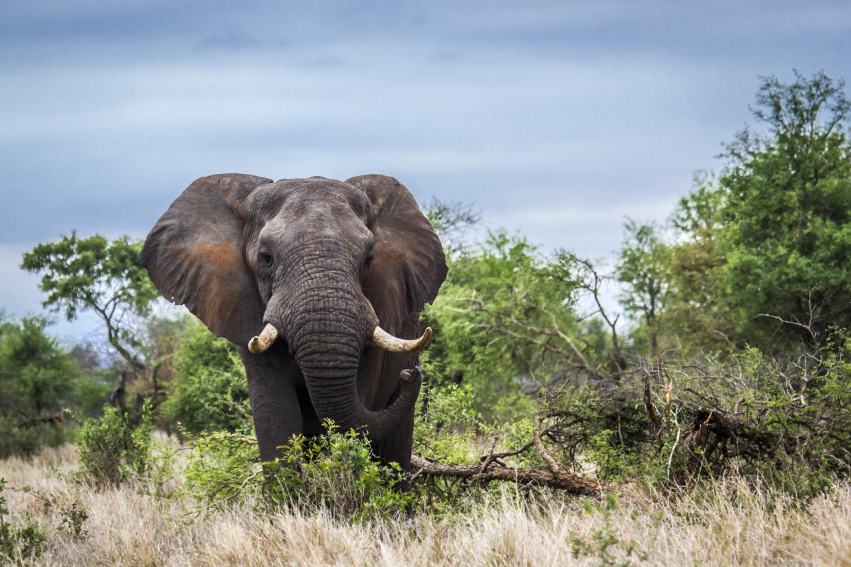 An elephant trampled a hunter in Namibia this past weekend. Above, a different elephant. (Photo: Utopia_88 via Getty Images)