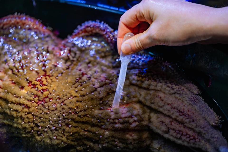 Team collects eggs from a female sunflower sea star at Birch Aquarium.