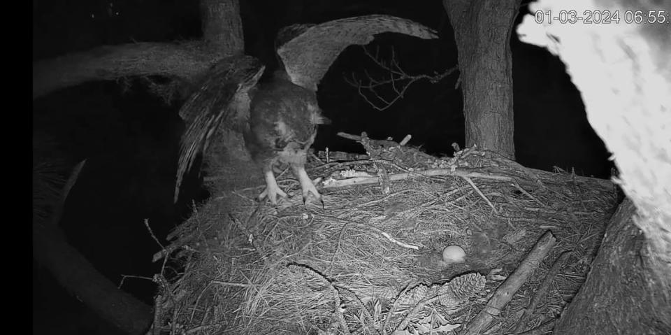 An egg recently laid by a great horned owl is shown in video footage from Hilton Head Island Land Trust’s Raptor CAM. The mamma owl laid the egg on Tuesday, Jan. 2, 2024.