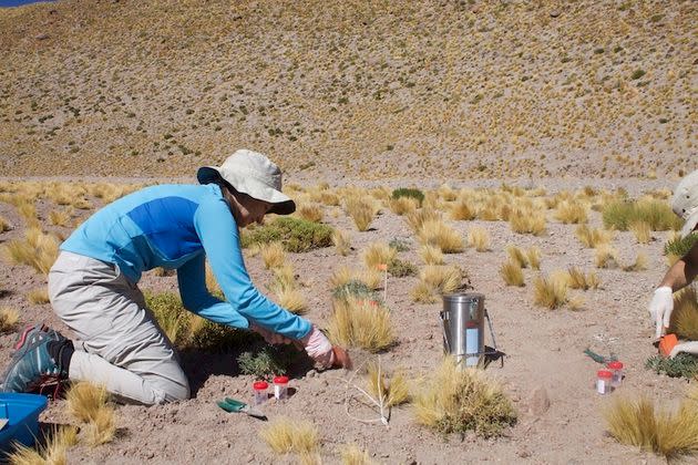 Gabriela Carrasco, an undergraduate researcher at the time, is identifying, labeling, collecting, and freezing plant samples in the Atacama Desert. These samples then traveled 1,000 miles, kept under dry ice to be processed for RNA extractions in Rodrigo Gutiérrez’s lab in Santiago de Chile. The species Carrasco is collecting here are Jarava frigida and Lupinus oreophilus. (Photo: Rodrigo Gutiérrez)