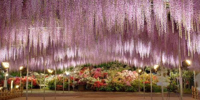 Japan's Wisteria Gardens Are Even More Beautiful Than Its Cherry Blossoms