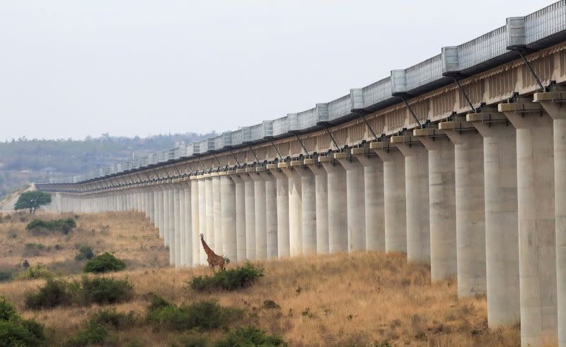 A giraffe walks near an elevated railway line that allows movement of animals below the Standard Gauge Railway, in Nairobi