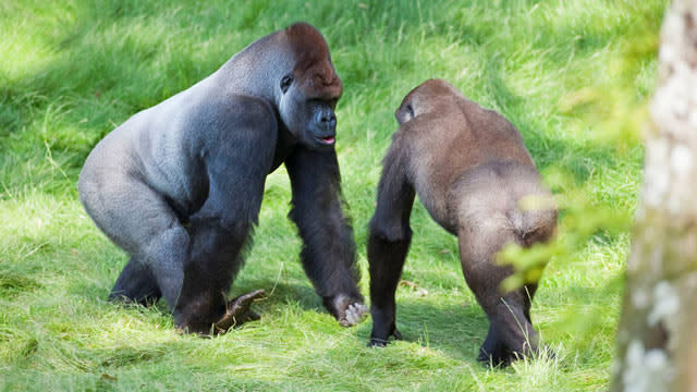 Reunited Gorilla Brothers