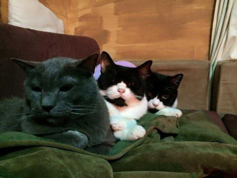 2016年家中的大頭（中）、小朋友（右）兩貓相繼離世，僅剩Bobo在身邊，貓兒們教會高慧君坦然面對父親的生離死別。（圖／艾迪昇提供）