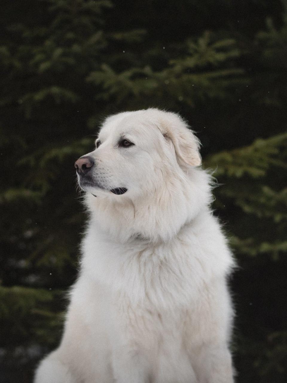 best big dog breeds great pyrenees