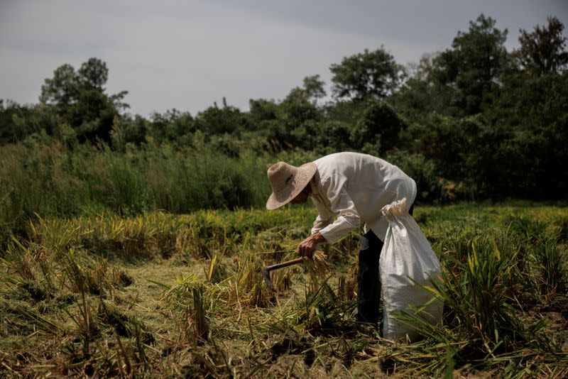 FILE PHOTO: A farmer picks ears of rice left over by a paddy harvester as the region experiences a drought outside Jiujiang city