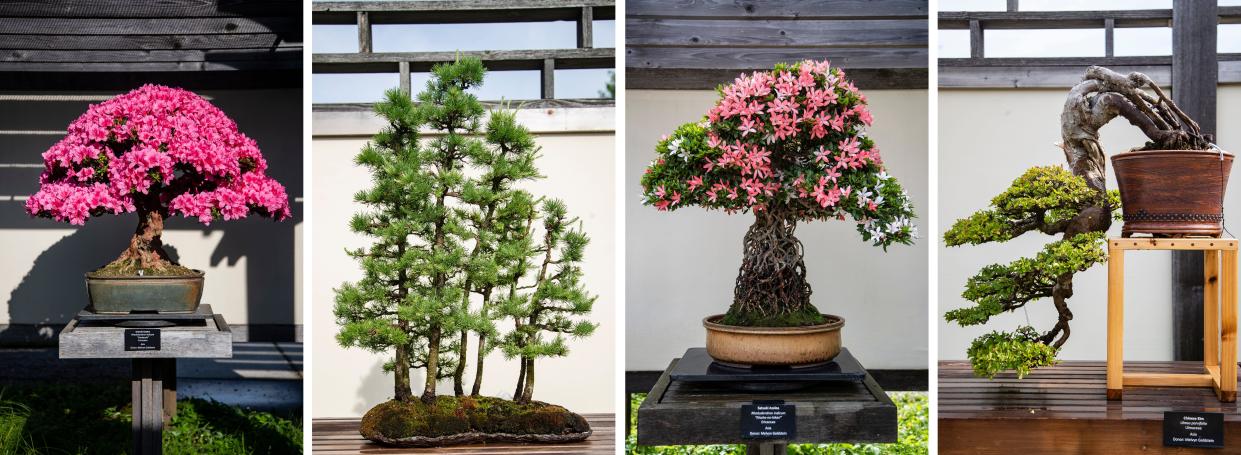 From left, a Satsuki azalea, American Larch, Satsuki azalea and Chinese Elm at the Bonsai Garden of Matthaei Botanical Gardens in Ann Arbor on Tuesday, June 4, 2024.