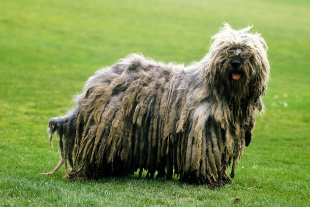 Italian Bergamasco