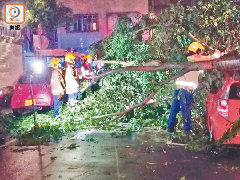 消防員用電鋸將塌下樹椏鋸斷移離馬路。