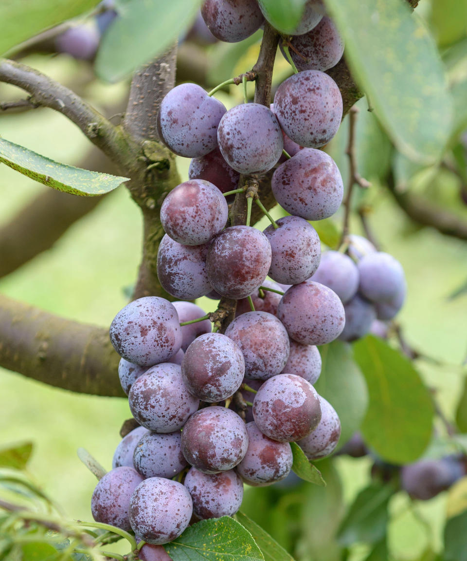 8. Prunus domestica 'Opal'