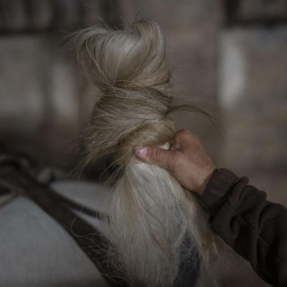 Rancher Frederic Raynaud unknots the tail of his horse in Camargue, southern France, Oct. 19, 2022. (AP Photo/Daniel Cole)