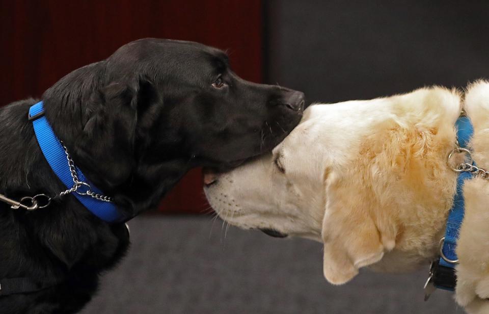 dam, the new facility dog at the Summit County Prosecutor's Office, shares a tender moment Wednesday with Avery, who is set to retire from his duties at the courts in a year.