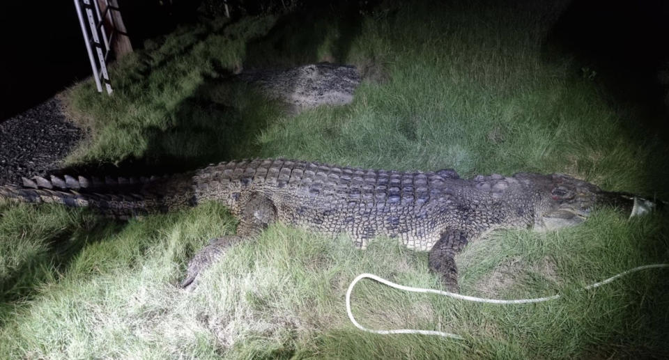 A 3.8 metre croc was shot dead in Mackay last week after swimmers reported a near miss. Source: Queensland Department of Environment and Science