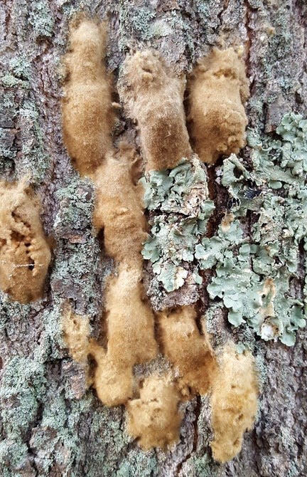Spongy moth egg masses on a tree trunk.