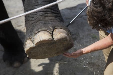 Trudy Williams shows the foot of one the Asian elephants at the Ringling Bros. and Barnum & Bailey Center for Elephant Conservation in Polk City, Florida September 30, 2015. REUTERS/Scott Audette