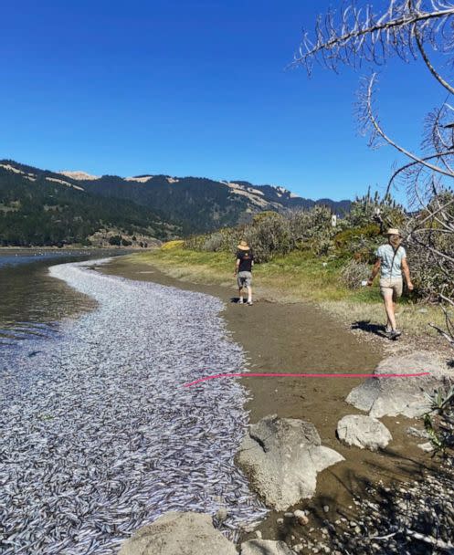 PHOTO: Thousands of dead anchovies washed up on the Bolinas Lagoon shore in Marin County, Calif. this week. (Marin Country Parks via Instagram)