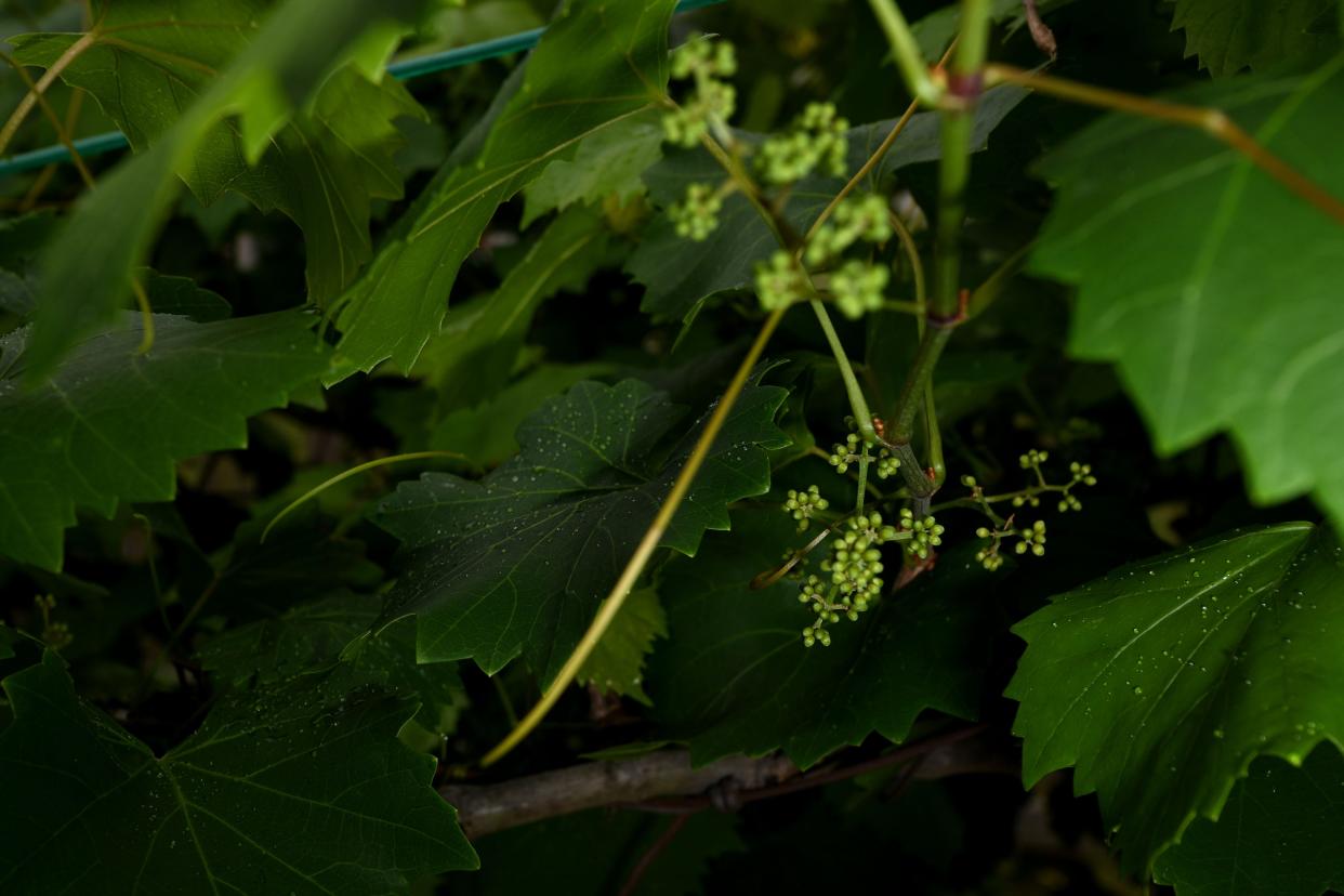 Muscadine grapes begin to grow at Vineyard Giving Farm on Monday, May 6, 2024.