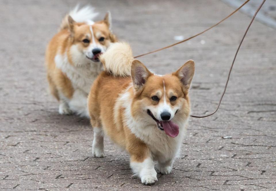 Pembroke Welsh Corgi