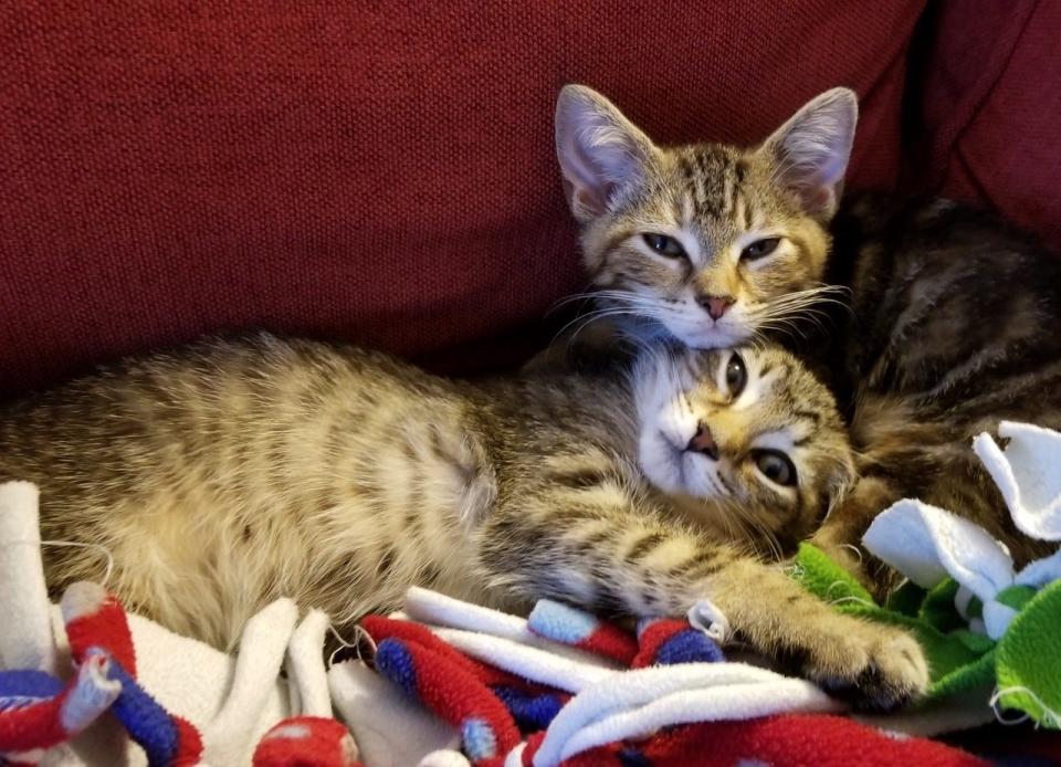 Friendly, playful Alice (lying down) and her "dopy" brother Ralph as kittens