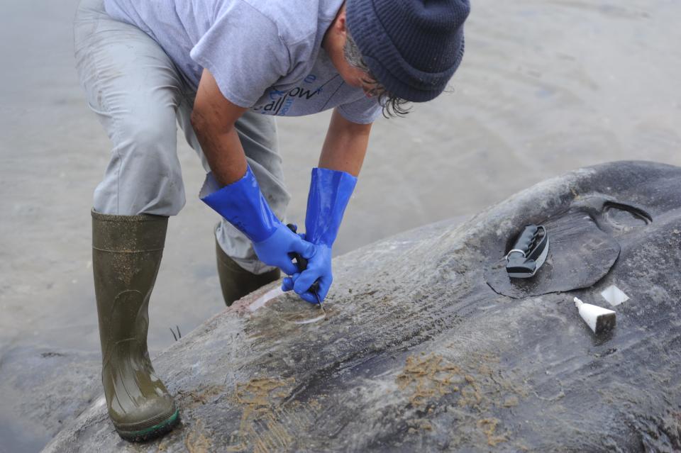 Carol "Krill" Carson of the New England Coastal Wildlife Alliance performs a necropsy on a dead female mola mola Monday afternoon at Buzzards Bay, in 2017.