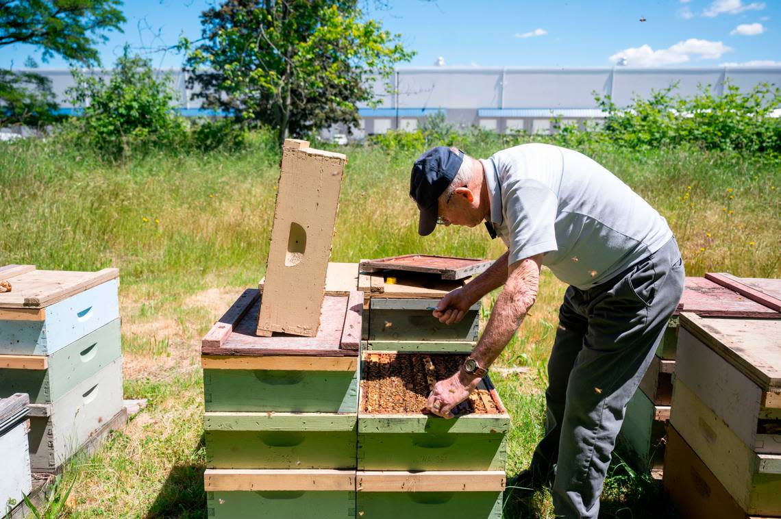 With a giant Amazon warehouse behind him, Harvard Robbins, owner of Robbins Honey Farm, checks on his bees on Thursday, June 23, 2022, in Lakewood, Wash. Robbins has lived in the area for decades and said he doesn’t mind having the warehouses as his neighbors.