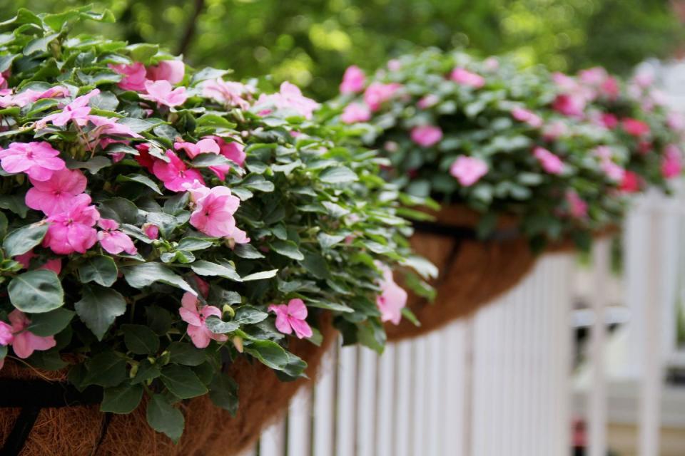 10) Impatiens