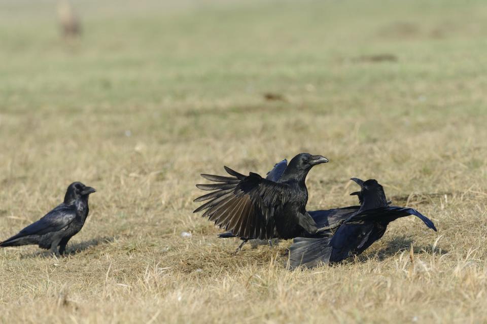 Who’s watching influences how ravens call out during a skirmish. <a href="https://www.gettyimages.com/detail/photo/common-raven-royalty-free-image/1187822645" rel="nofollow noopener" target="_blank" data-ylk="slk:mauribo/iStock via Getty Images Plus;elm:context_link;itc:0;sec:content-canvas" class="link ">mauribo/iStock via Getty Images Plus</a>