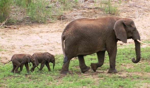 Incredibly rare (and cute) baby elephant twins born in South Africa