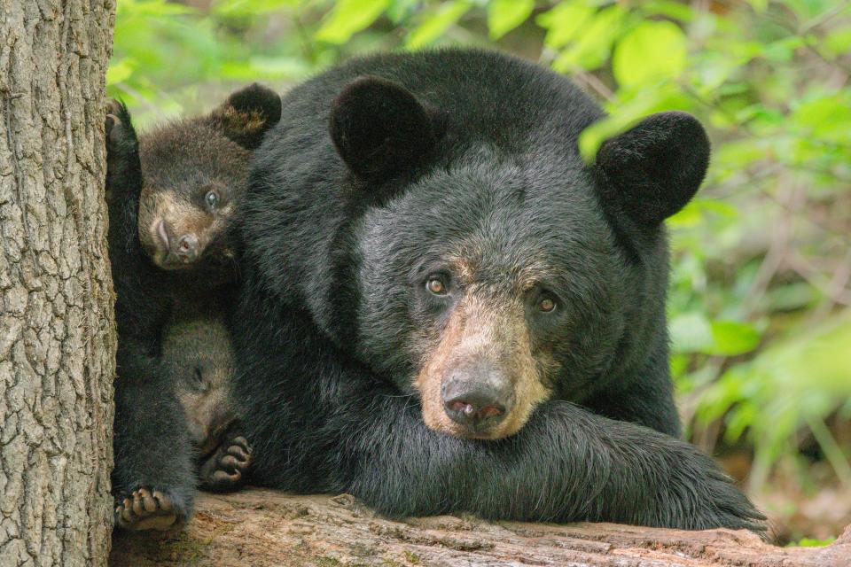 Black bear with her cubs