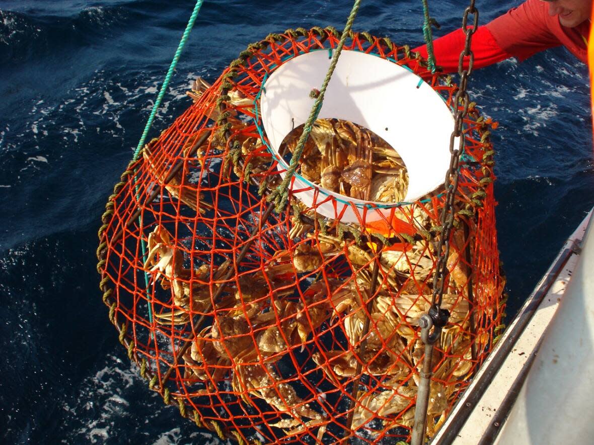 Snow crab will be caught in Newfoundland and Labrador at $2.20 per pound to start the season, set by the government-appointed price setting panel Thursday. (Submitted by Fish, Food & Allied Workers - image credit)