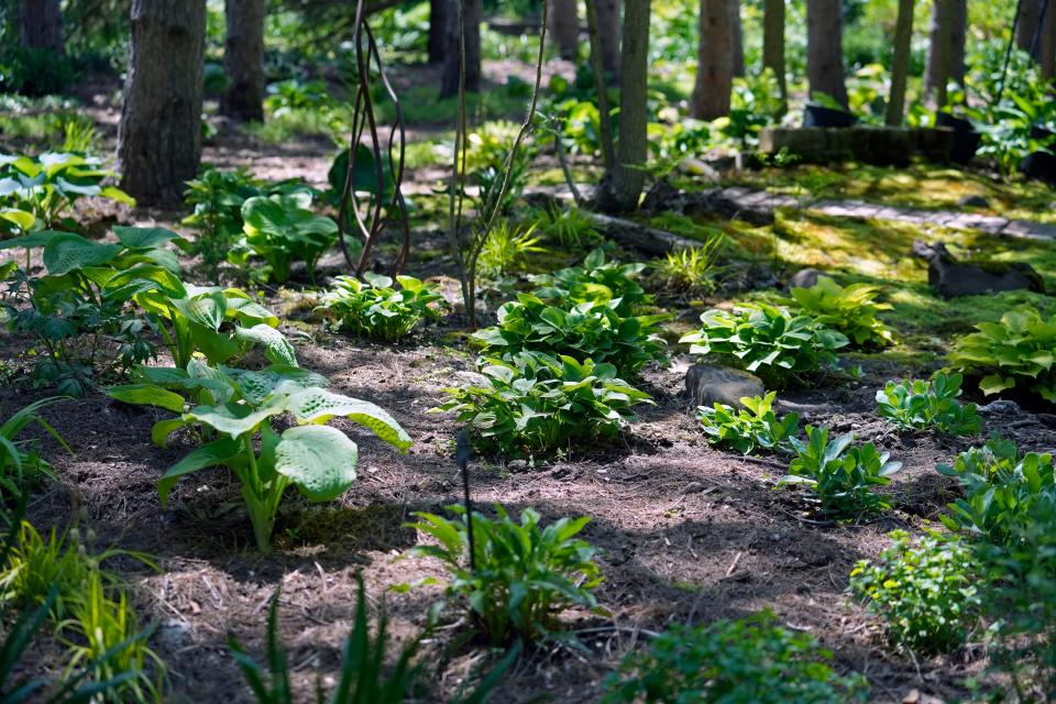 A variety of hosta plants are seen in the moss garden at the home of Casey and Kathie Palmisano on May 26, 2023 in Muskego.